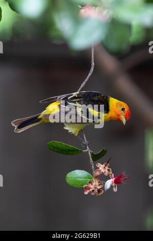 Ausgewachsenes Männchen Western Tanager, Piranga ludoviciana, Zuchtgefieder ernährt sich von essbaren Blütenblättern der Ananas-Guava., Feijoa sellowiana, Kalifornien. Stockfoto