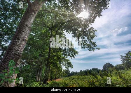 The sun shines behind surrounding trees on a beautiful August morning at medieval Harewood forest in the south of the English countrside. Stockfoto