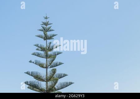 norfolk Island Pinien über klarem blauen Himmel im Freien Stockfoto