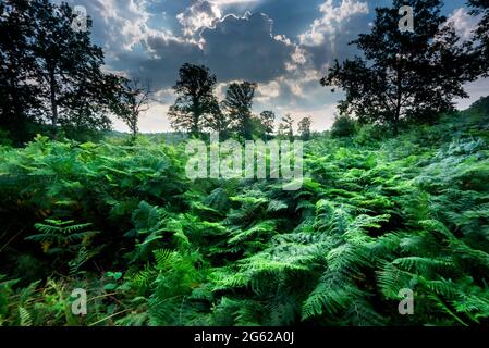 Am frühen Morgen scheint die Sonne hinter den Wolken über dem Horizont und üppig grüne Farne im Vordergrund. Stockfoto