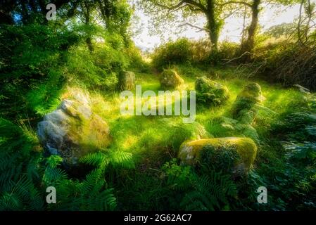 Die sieben Schwestern ein kleiner Steinkreis im Wald Stockfoto