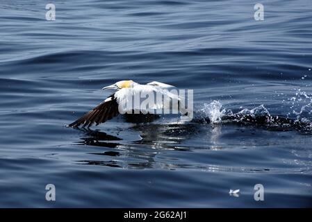 Gannets Start Stockfoto