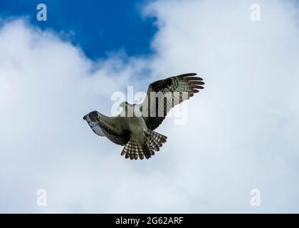 Osprey fliegt über Pine Island, Florida Stockfoto