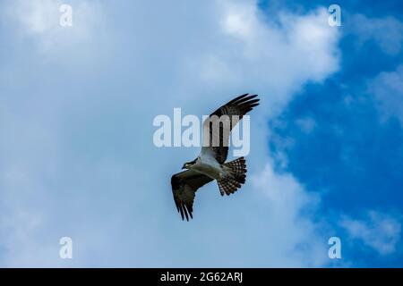 Osprey fliegt über Pine Island, Florida Stockfoto