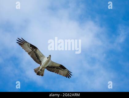 Osprey fliegt über Pine Island, Florida Stockfoto