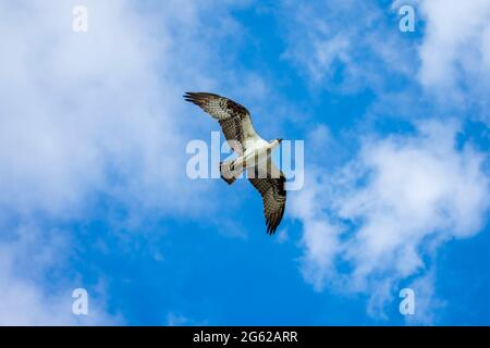 Osprey fliegt über Pine Island, Florida Stockfoto