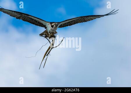 Osprey fliegt über Pine Island, Florida Stockfoto