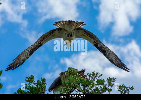 Osprey fliegt über Pine Island, Florida Stockfoto