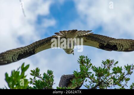 Osprey fliegt über Pine Island, Florida Stockfoto