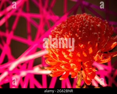 Nahaufnahme der roten Chrysanthemen in Taipei, Taiwan Stockfoto