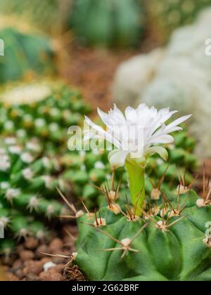 Nahaufnahme der Gymnocalyciumblüte in Taipei, Taiwan Stockfoto