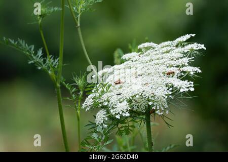 Wilde Karotten (Daucus carota) und Komon-Rotkäferkäfer (Rhagonycha fulva) Stockfoto