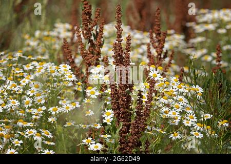 Rumex crispus und Kamille, Kamillenblumen Stockfoto