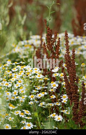 Rumex crispus und Kamille, Kamillenblumen Stockfoto
