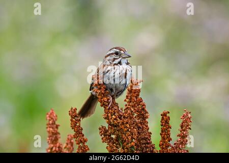 Song Sparrow (Melospiza melodia), auf Rumex crispus thront Stockfoto