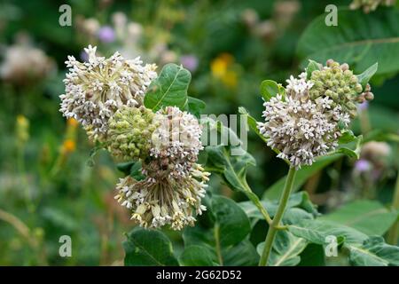 Gemeinsamen Seidenpflanze (Asclepias Syriaca) Stockfoto