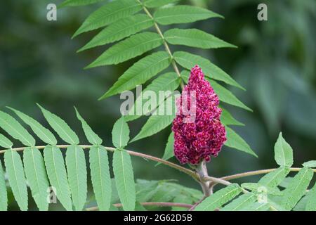 Staghorn Sumach (Rhus Typhina) Stockfoto