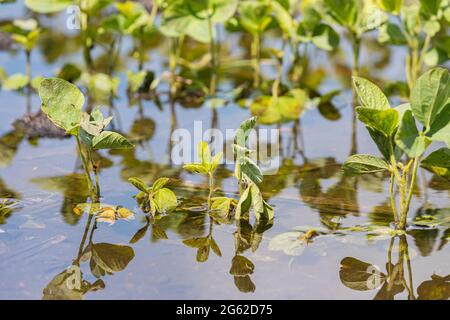 Sojabohnenpflanzen in überschwemmten Feldern. Konzept der Feldflutung, Ernteschäden und Ernteversicherung. Stockfoto