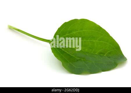 Kochbananen Blatt, Heilpflanze isoliert auf weißem Hintergrund. Stockfoto