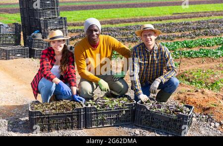 Drei Bauern posieren auf dem Blattgemüsefeld Stockfoto