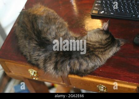 Katze auf antikem handgefertigten Schreibtisch Stockfoto