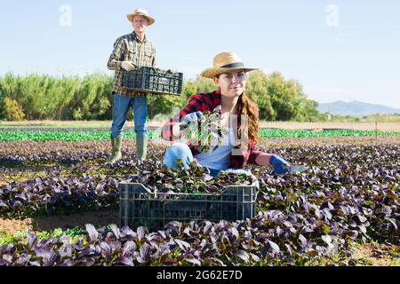 Frau Bauer pflücken rote komatsuna Blatt Grüns Stockfoto