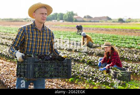 Mann Gärtner hält Kiste mit Ernte von roten canonigos Stockfoto