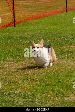 Lächelnde Corgi locken Coursing Stockfoto