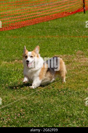 Lächelnde Corgi locken Coursing Stockfoto