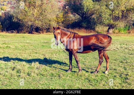 Junges braunes Pferd im Sommer. Hausstute auf der Wiese Stockfoto