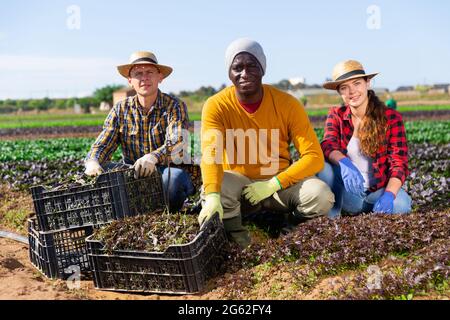 Drei Bauern posieren auf dem Blattgemüsefeld Stockfoto