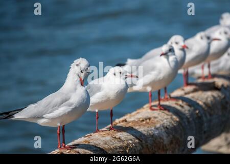 Eine Reihe von Möwen liegt auf einem alten Seebrücke. Möwen ruhen auf dem Wellenbrecher. Die europäische Heringsmöwe, Larus argentatus Stockfoto