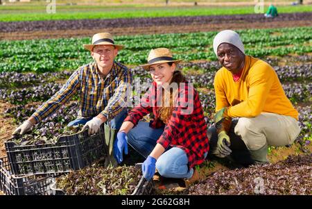 Drei Bauern posieren auf dem Blattgemüsefeld Stockfoto