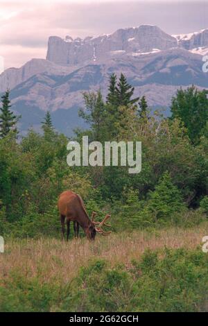 Elche (Wapiti) grasen am Highway im Jasper National Park, Alberta, Kanada Stockfoto