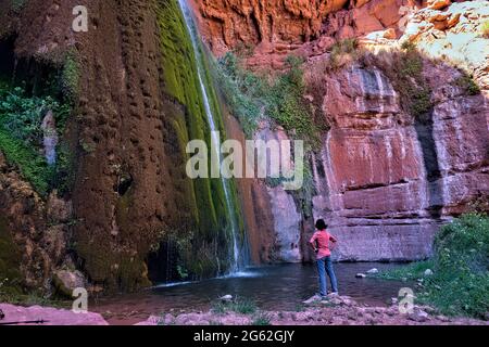 Moosbedeckte Ribbon Falls, Grand Canyon National Park, Arizona, USA Stockfoto