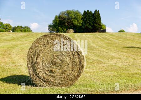 Erntezeit: Großer runder Heuballen auf einer gemähten Sommerwiese im Vordergrund fotografiert, im Hintergrund mehr Heuballen vor einem kleinen grünen f Stockfoto