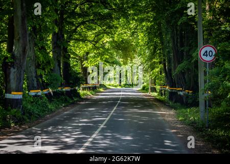Im Sommer landschaftlich schöne Asphaltstraße durch grünen Wald Stockfoto