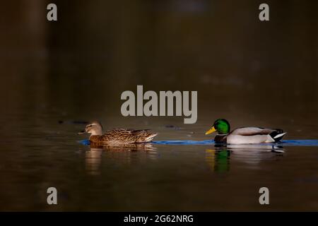 Stockenten (Anas platyrhynchos) schwimmen auf einem See im Naturschutzgebiet Mönchbruch bei Frankurt. Stockfoto