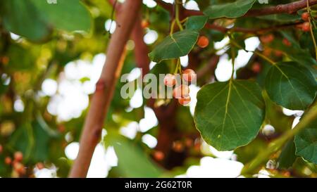 Goldene reife Früchte von Corida Myxa oder Lasura mit grünen Blättern. Reife Früchte, die in der Gurkenindustrie verwendet werden. Stockfoto