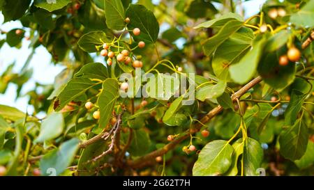 Goldene reife Früchte des cordia dichotoma-Baumes oder duftender Manjack, mit grünem Blattmuster. Nahaufnahme der Heilpflanze. Stockfoto