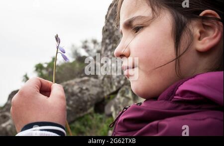 Kind Mädchen beobachten kleine wilde Blume. Botanik für neugierige Kinder Konzept Stockfoto