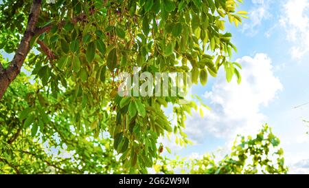 Hängende grüne Blätter oder Zweige von Java-Pflaume oder Jamun. Schöne grüne Blätter mit unreifen grünen Früchten Nahaufnahme. Stockfoto