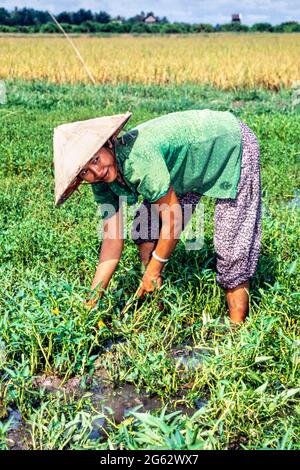 Vietnamesischer Landwirt, der im Reisfeld, Provinz Tay Ninh, im ländlichen Vietnam arbeitet Stockfoto