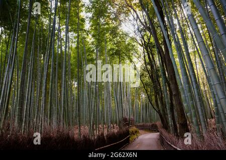 Der Great Bamboo Forest in Kyoto, Japan, bekannt für seine malerischen breiten Pfade, aber auch als einer der 100 Soundscapes Japans. Stockfoto