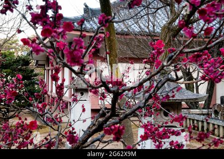 Kirschblüten im Chiskaku Buddhistischen Tempel in Kyoto, Japan. Stockfoto