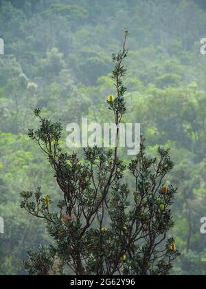 Ein Blumenbaum an der Küste von Banksia vor einer nebeligen grünen australischen Buschlandschaft, Australien Stockfoto