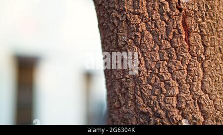 Moringa oder Sahjan Pflanzen Rinde oder Textur. Verwitterter Baumstamm des Moringa- oder Sahajan-Baumes mit verwittertem Texturhintergrund. Stockfoto