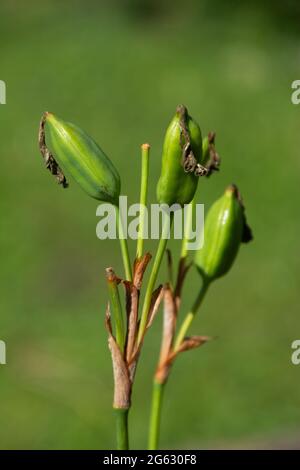 iris sibirica nach der Blüte mit den typischen kurzen Stubby-Samenkapseln Stockfoto