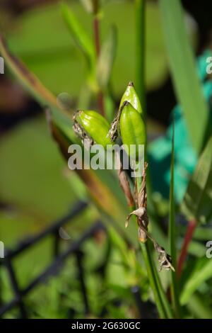 stubby Samenkapseln der sibirischen Flagge nach der Blüte in der Feuchtgebiet Stockfoto