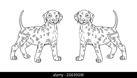 Dalmatinischer Welpe. Niedliche Hunde Welpen. Farbvorlage. Digitale Illustration. Stockfoto